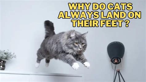 How Long Does Puma Take to Ship: And Why Do Cats Always Land on Their Feet?